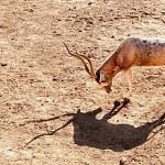 Combat contre l'ombre. אין מנוס ואין מפלט, מצללית שחורה אחת